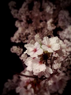 sakura.jpg